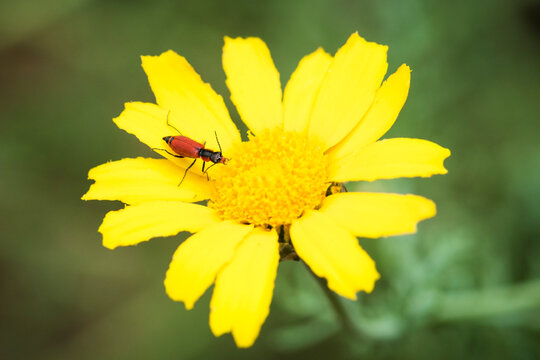 Malachius Coccineus, soft-winged flower beetle on a yellow field marigold flower, Calandula Arvensis