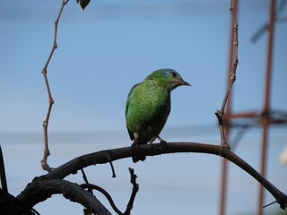 beautiful green and blue bird