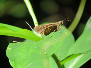 borboleta marrom