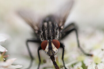 An extreme closeup of a fly on a plant at a nature reserve. The photo has been take using a macro lens at very close distance. The photo intentionally blurs as you go back to draw attention to the fac