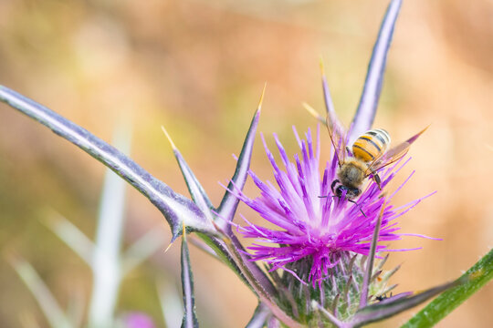 Western honey bee (Apis Mellifera) on a Syrian thistle (Notobasis Syriaca) plant
