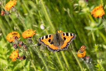 Kleiner Fuchs auf orangener Blüte