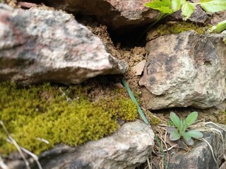 green moss on stone