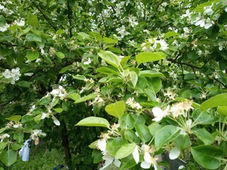 Blossoming apple tree #4