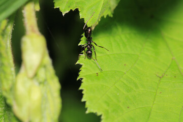 crematogaster scutellaris ant macro photo