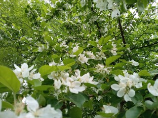 Blossoming apple tree #5