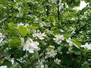 Blossoming apple tree #6