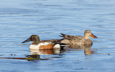 Northern Shoveler Pair in Alaska