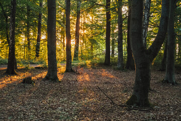 warmes Licht der Abendsonne im wunderschönen Wald