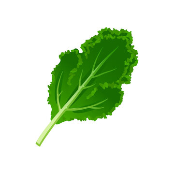 Kale green leaf. Vector illustration cartoon icon isolated on white background.