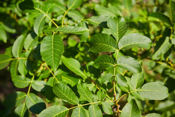 View from below into a lush vibrant green walnut tree full of branches with many leaves