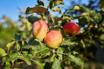 Autumn day. Rural garden. In the frame ripe red apples on a tree. Photographed in Ukraine,