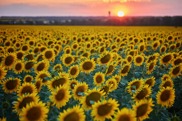 Panorama Landscape Of Sunflower fields And blue Sky clouds Background.Sunflower fields landscapes on a bright sunny day