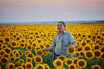Successful Ukrainian Farmer in a sunflower field. Senior farmer man is standing and smiling in a field with a peaceful sky background.