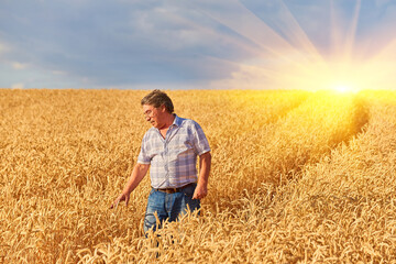 Naklejka na ściany i meble Happy farmer proudly standing in wheat field. Agronomist wearing corporate uniform, looking at camera on farmland.