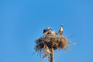 storks and sparrows in the stork's nest