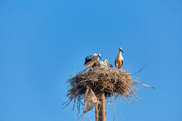 Fototapeta premium storks and sparrows in the stork's nest
