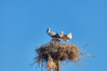 storks and sparrows in the stork's nest