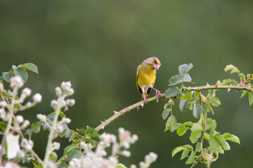 Grünfink (Chloris chloris) sitzend auf einem Ast