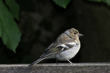 Female Chaffinch in the garden, perched on wood in the sun, close-up. Common Chaffinch isolated. 