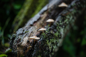 苔むした朽木から列をなして生えるキノコ