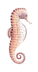 Fototapeta premium Watercolor seahorse. Hand drawn illustration isolated on white background.