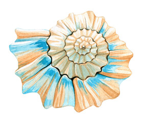 Watercolor seashell. Hand drawn illustration isolated on white background.