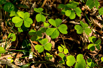 Three-leaf clovers, green coming out of the ground.