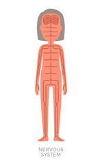 Nervous system woman anatomy vector illustration of female central neurological building, many axons and cords, receptors set on educational card