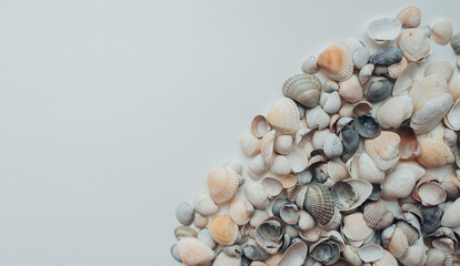 Light gray and orange seashells lie on white textured paper. Natural background with copy space.