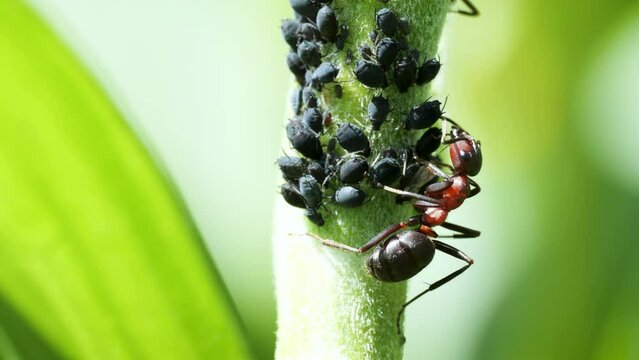 extreme macro of Ant, Formica rufa collects the honeydew secreted by aphids.	