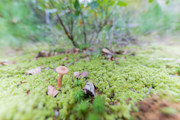 苔むした土から生えるキノコ