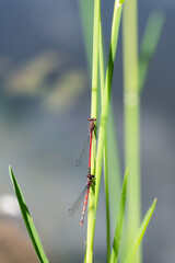 couple of red damsefly on a blade of geass