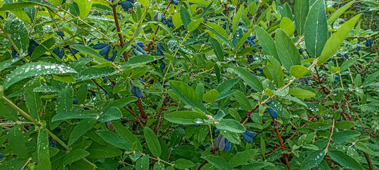 Fototapeta na wymiar early blue honeysuckle berries on the Bush