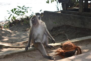 Monkey with coconut