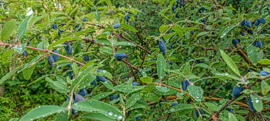 early blue honeysuckle berries on the Bush