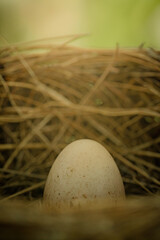 Bird egg with nest on a tree branch