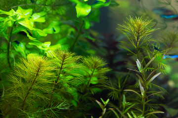 Tropical aquascape freshwater aquarium with plants and moss