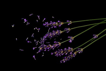 Fresh lavender purple flowers isolated on black, top view