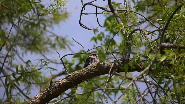 Common Nighthawk (Chordeiles minor) resting on a branch. Natural scene from Wisconsin.
