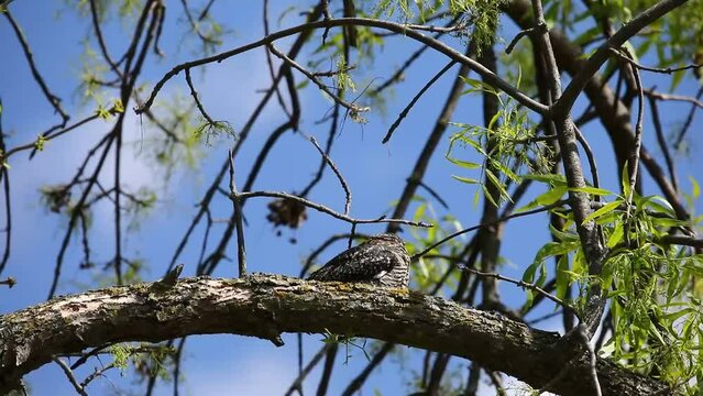 Common Nighthawk (Chordeiles minor) resting on a branch. Natural scene from Wisconsin.
