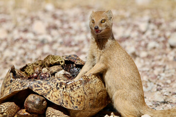 Yellow Mongoose feeding from a dead Leopard Tortoise, Kgalagadi, South Africa