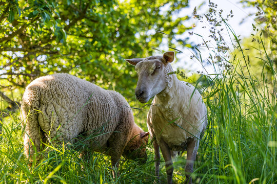 Brebis dans un champs de hautes herbes et de pommiers dans le bocage normand