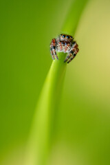 Jumping Spider
