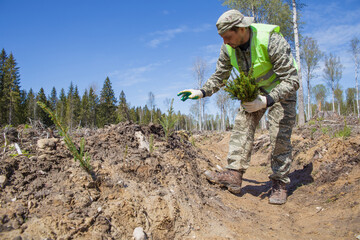 A forest worker is planting young tree seedlings on the site of a felled forest.