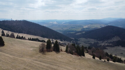 forest in the mountains