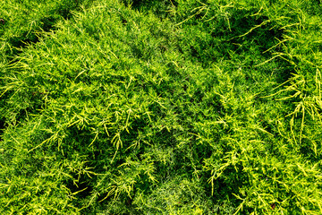 Close up of branches of juniper, spruces in the forest. Background. Texture