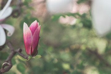 Closeup of a fresh blooming pink magnolia flower on a branch