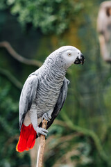 African grey parrot closeup on trees background