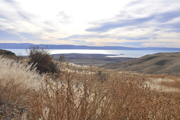Fototapeta premium steppe et herbes de la pampa, Patagonie, Argentine